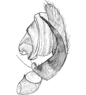 species