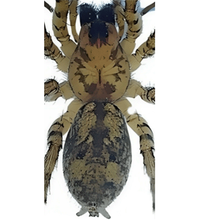 speciesimage
