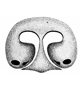 speciesimage