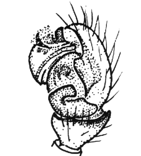 speciesimage