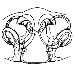speciesimage
