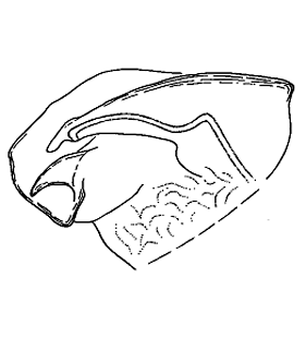 speciesimage