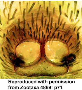 speciesimage
