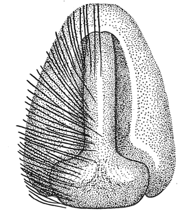 speciesimage