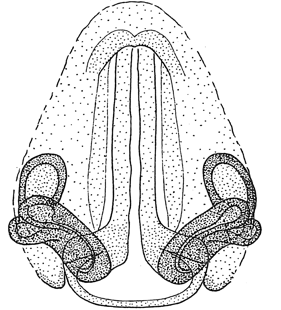 speciesimage