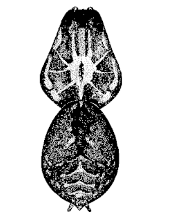 speciesimage