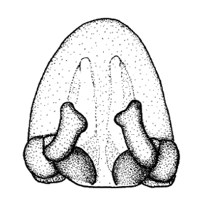 speciesimage