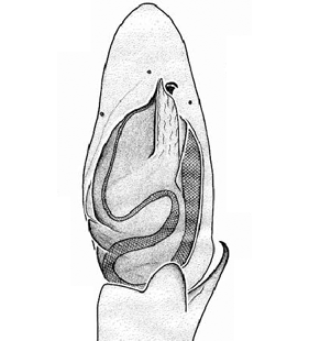 speciesimage