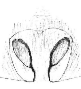 speciesimage