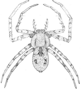 speciesimage