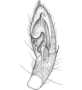 speciesimage