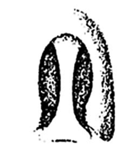 speciesimage