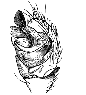 speciesimage