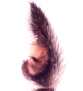 speciesimage