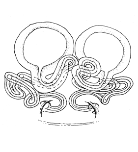 speciesimage