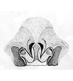 speciesimage