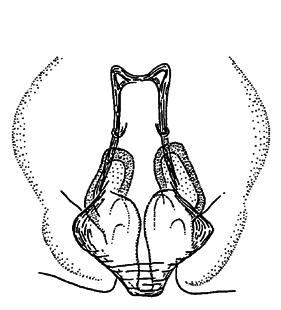 speciesimage