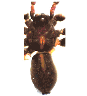 speciesimage