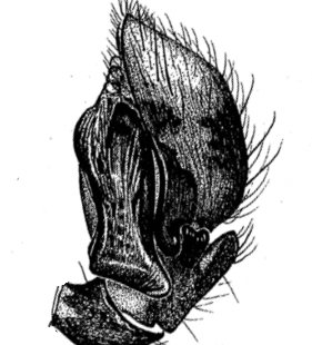 speciesimage