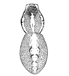 speciesimage