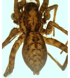 speciesimage