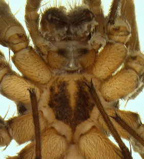 speciesimage