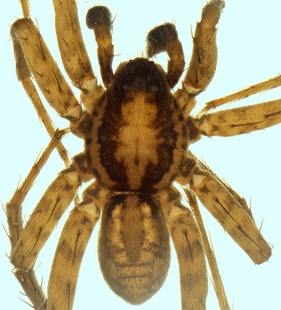 speciesimage