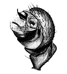 speciesimage