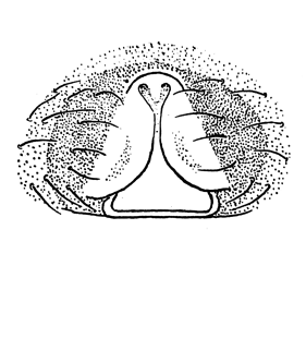 speciesimage