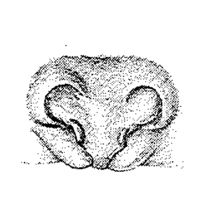 speciesimage