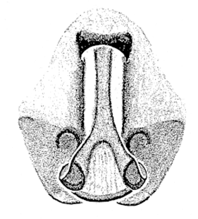speciesimage