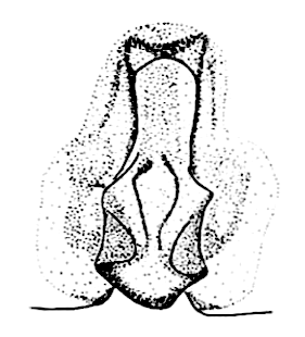 speciesimage