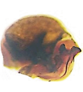 speciesimage