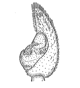 speciesimage