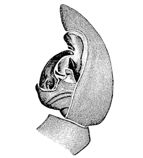 speciesimage