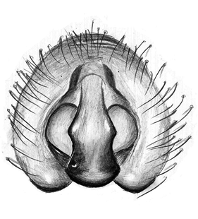 speciesimage