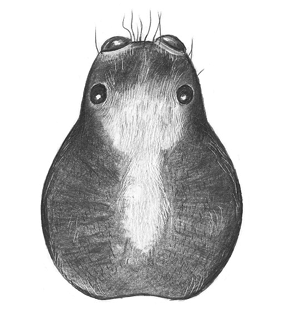 speciesimage