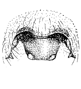 speciesimage
