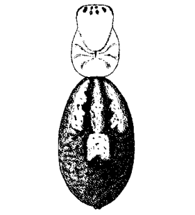 speciesimage