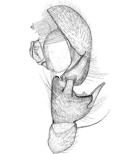 species