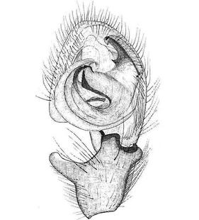 species