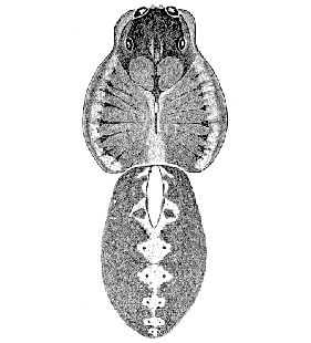speciesimage