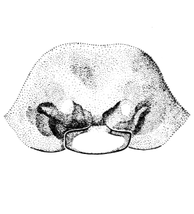 speciesimage