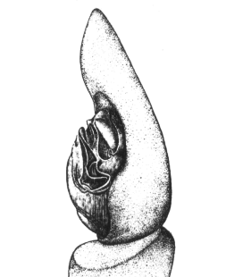 speciesimage