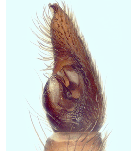 speciesimage