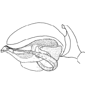 speciesimage