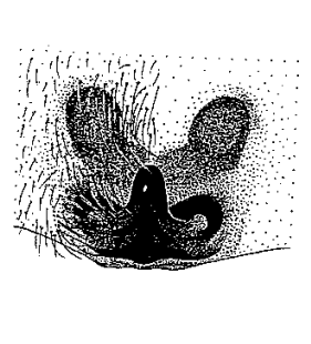 speciesimage