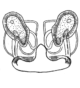 speciesimage