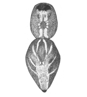 speciesimage