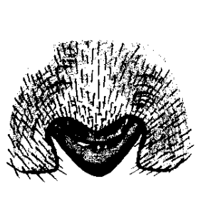 speciesimage